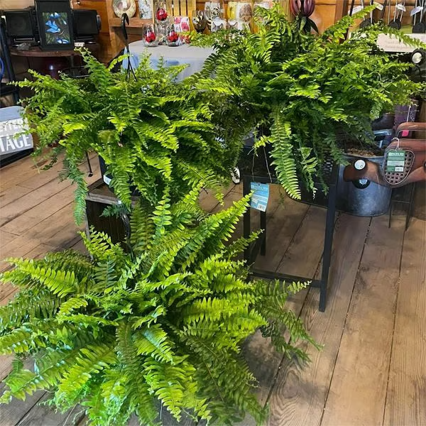 🔥Last Day 75% OFF🌿TLOPA®UV Resistant Lifelike Artificial Boston Fern