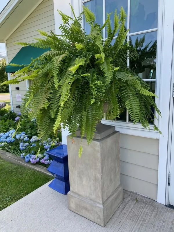 🔥Last Day 75% OFF🌿TLOPA®UV Resistant Lifelike Artificial Boston Fern