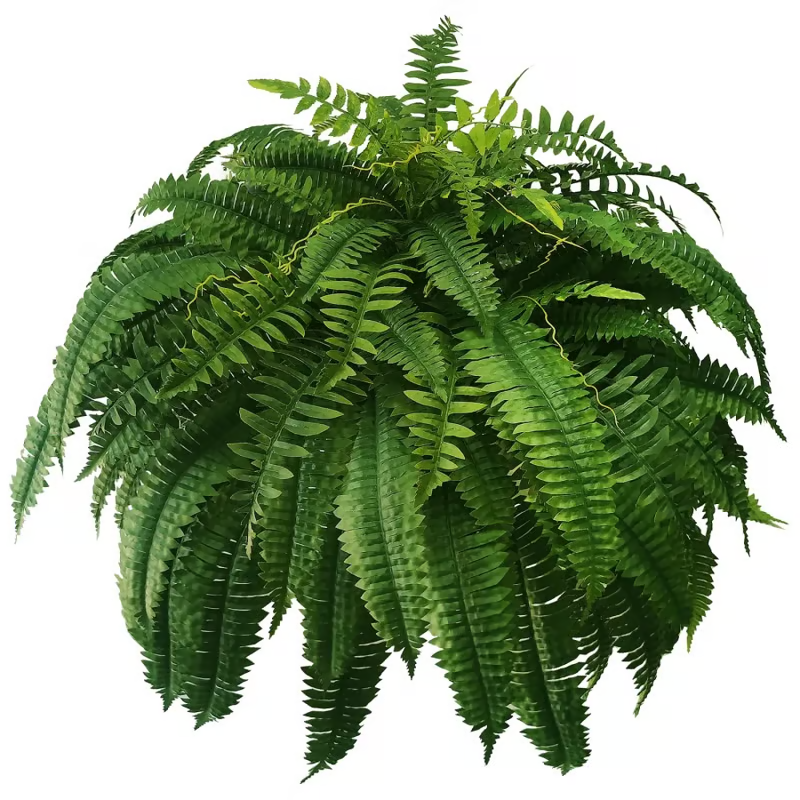 🔥Last Day 75% OFF🌿TLOPA®UV Resistant Lifelike Artificial Boston Fern
